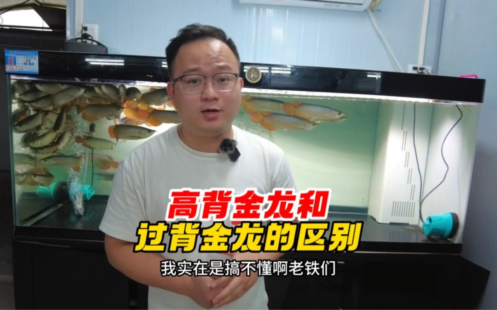 如何飼養金頭過背金龍？