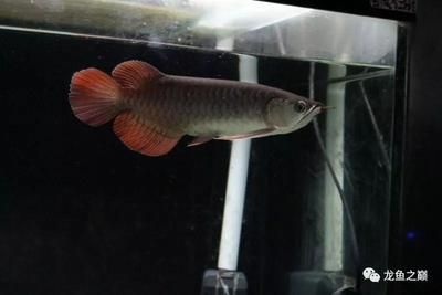龍魚怎么喂小魚：龍魚喂食小魚時需要注意幾個要點確保魚缸足夠大 龍魚怎么喂小魚：龍魚喂食小魚時需要注意幾個要點確保魚缸足夠大 龍魚百科 第3張
