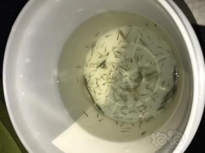 龍魚怎么喂小魚：龍魚喂食小魚時需要注意幾個要點確保魚缸足夠大 龍魚怎么喂小魚：龍魚喂食小魚時需要注意幾個要點確保魚缸足夠大 龍魚百科 第5張