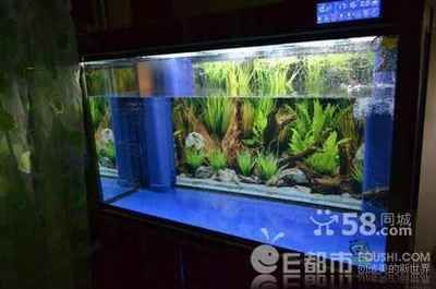 一米八的魚缸龍魚能長多大：一米八的魚缸龍魚能長多大，養龍魚需要多大的魚缸尺寸