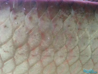 龍魚鱗上有黑點(diǎn)怎么回事（龍魚身上出現(xiàn)黑點(diǎn)怎么辦）