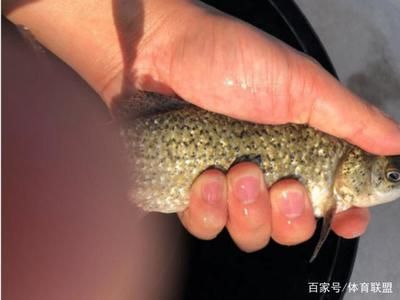 龍魚鱗上有黑點(diǎn)怎么回事（龍魚身上出現(xiàn)黑點(diǎn)怎么辦）