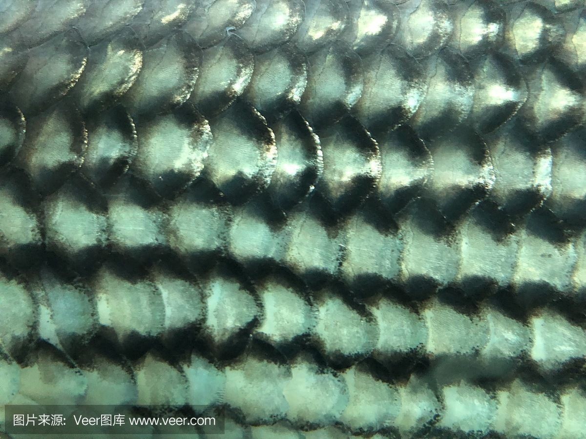 龍魚鱗上有黑點(diǎn)怎么回事（龍魚身上出現(xiàn)黑點(diǎn)怎么辦）