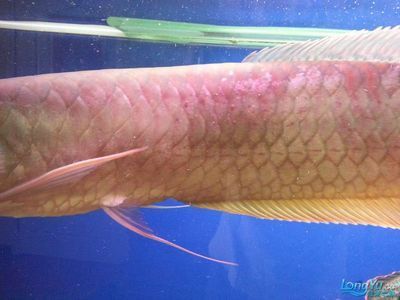 龍魚鱗上有黑點(diǎn)怎么回事（龍魚身上出現(xiàn)黑點(diǎn)怎么辦）