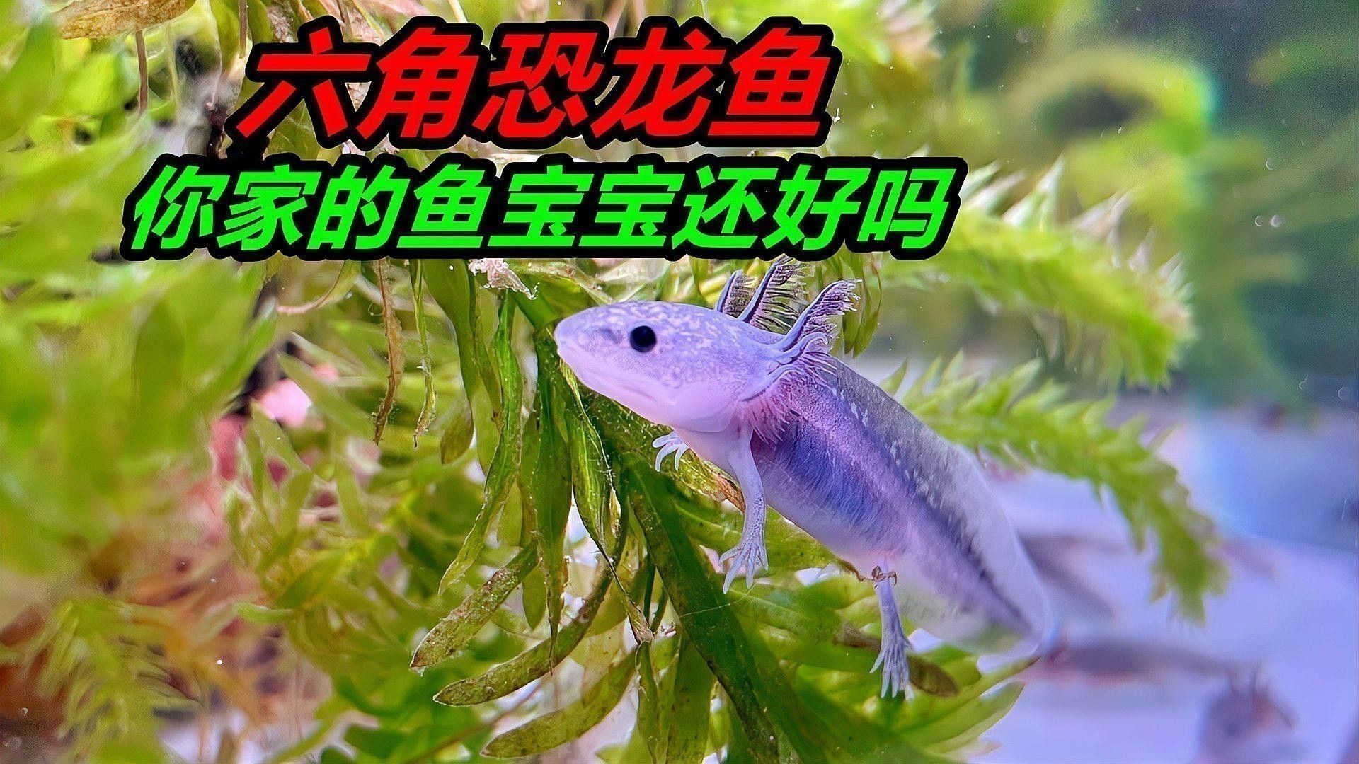 六角恐龍魚喂養什么