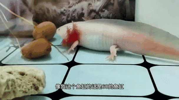六角恐龍魚喂養什么