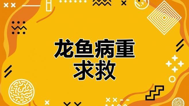 龍魚呼吸急促有哪些常見原因