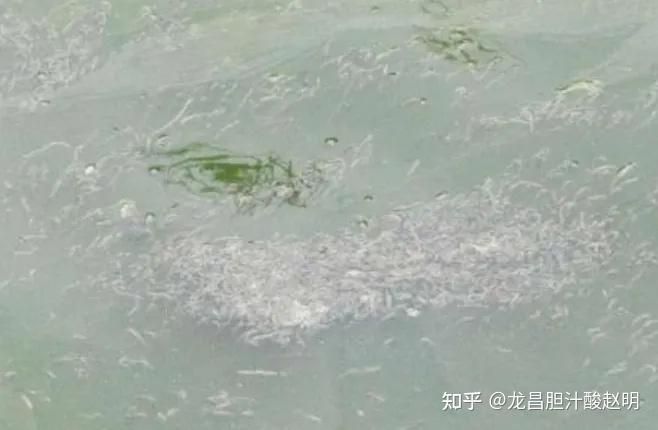 藍帆五間魚脫變最簡單三個征兆