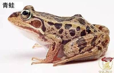 龍魚怎么喂養螞蚱好養：喂養龍魚時螞蚱的注意事項