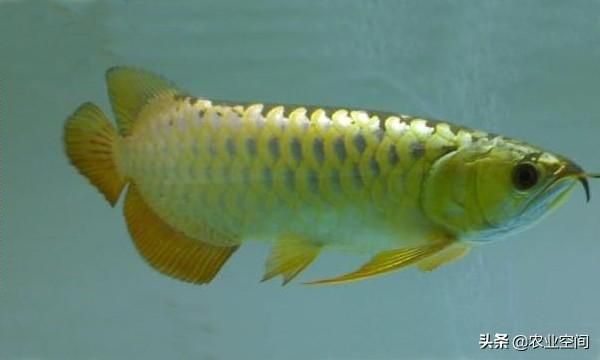 養龍魚可以賺錢嗎知乎：養殖龍魚可以賺錢嗎