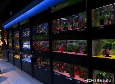 養龍魚可以賺錢嗎知乎：養殖龍魚可以賺錢嗎