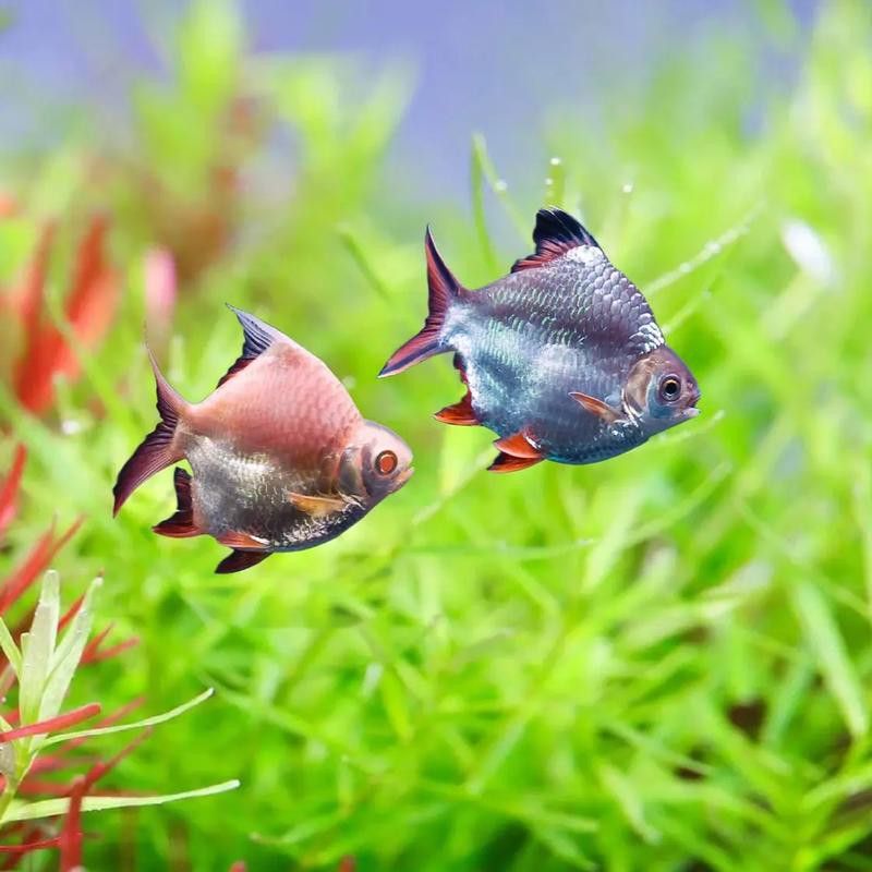 紅龍魚混養(yǎng)的最佳搭配有哪些