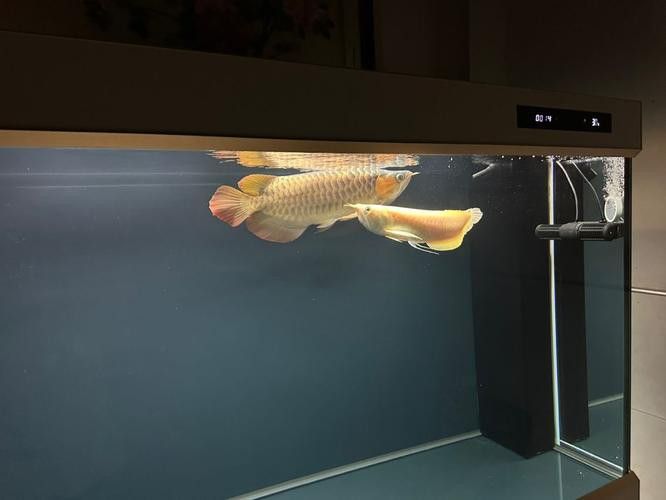 紅龍魚混養(yǎng)的最佳搭配有哪些