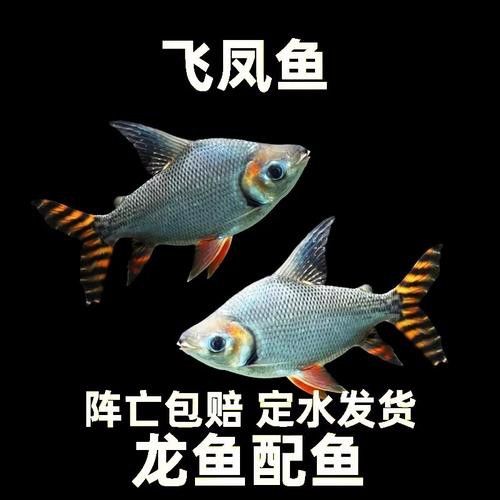 紅龍魚混養(yǎng)的最佳搭配有哪些