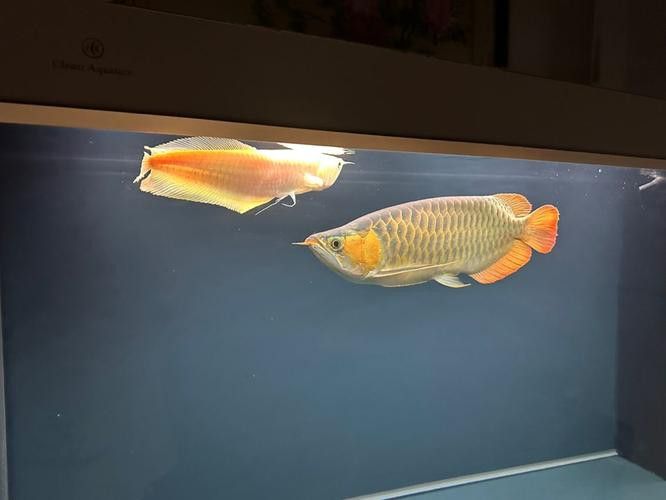 紅龍魚混養(yǎng)的最佳搭配有哪些