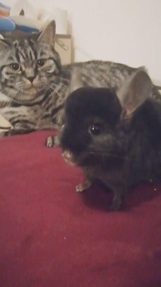 有哪些貓與龍貓共養(yǎng)的案例？