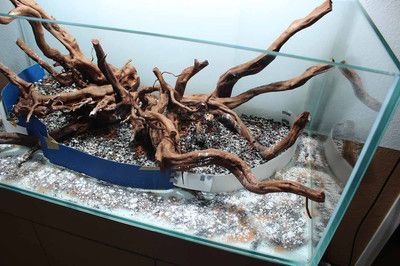 龍魚缸沉木造景效果圖：龍魚缸沉木造景效果圖是一種通過水族箱中加入木質裝飾物來創造自然景觀效果