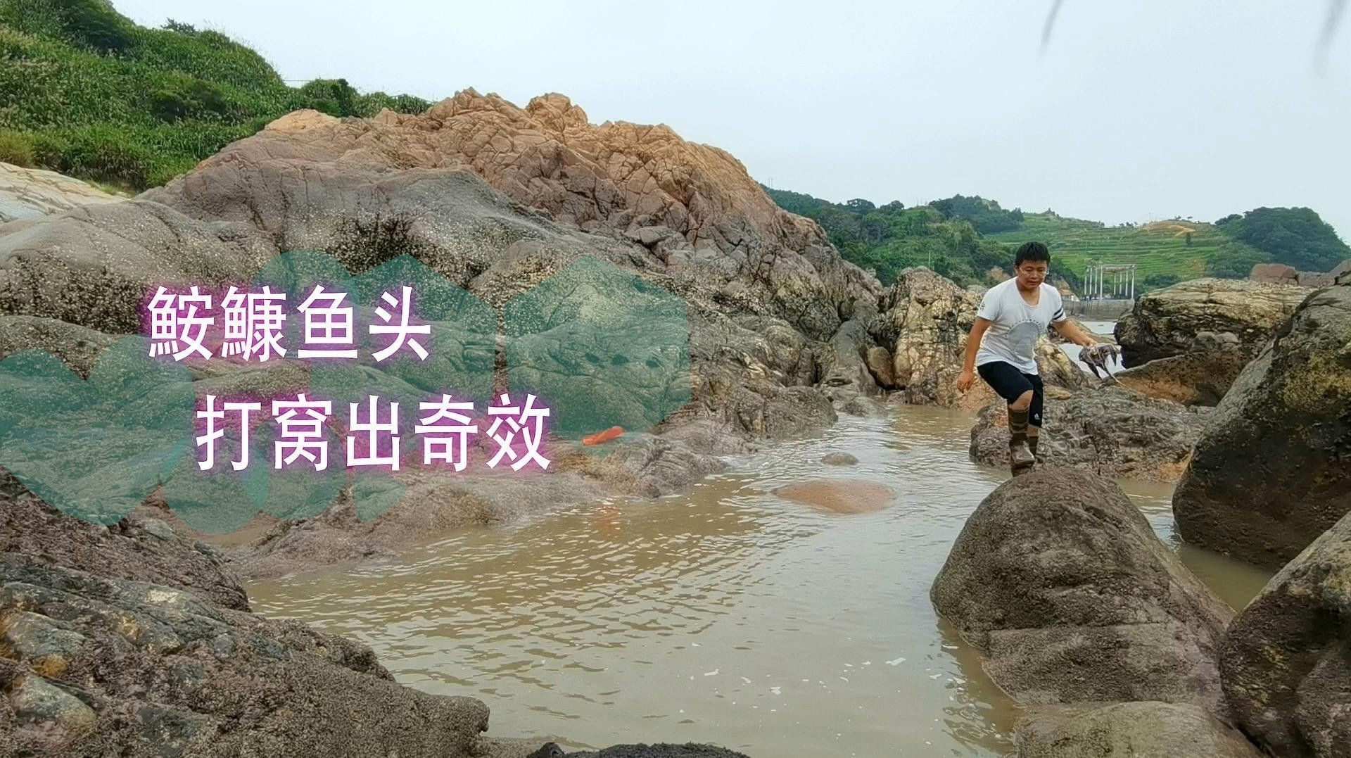 紅龍魚可以吃哪些水果