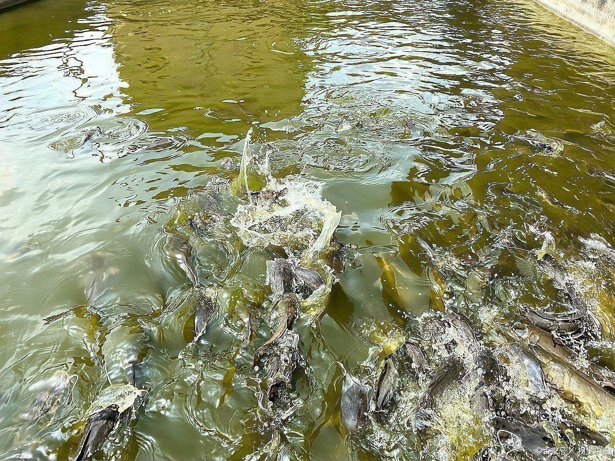 龍魚爛鰭爛尾手術風險大嗎？