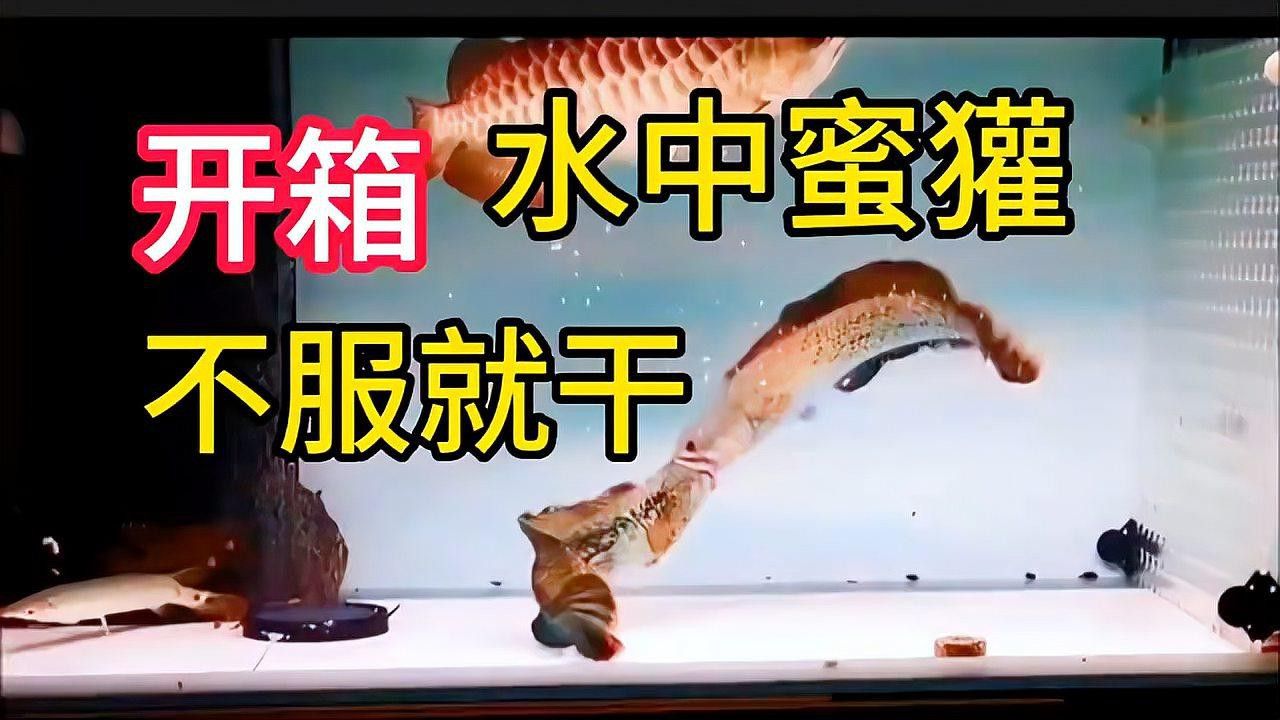 如何調(diào)節(jié)雷龍魚的水質(zhì)？