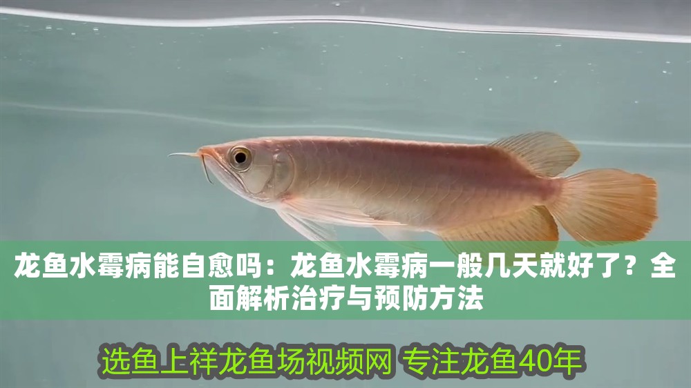 龍魚水霉病能自愈嗎：龍魚水霉病一般幾天就好了？全面解析治療與預防方法