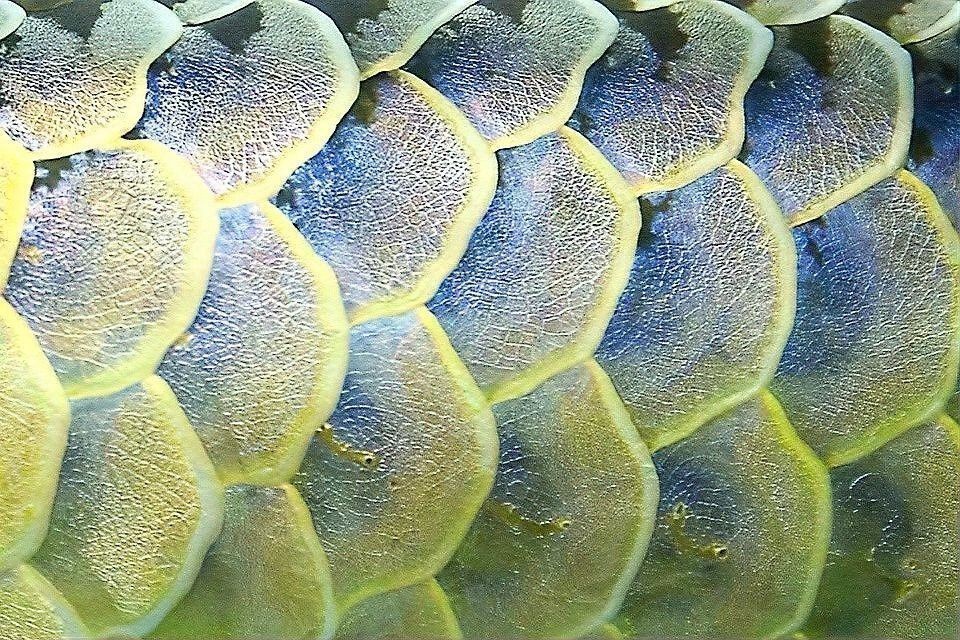 龍魚黑鱗病和立鱗病的區(qū)別