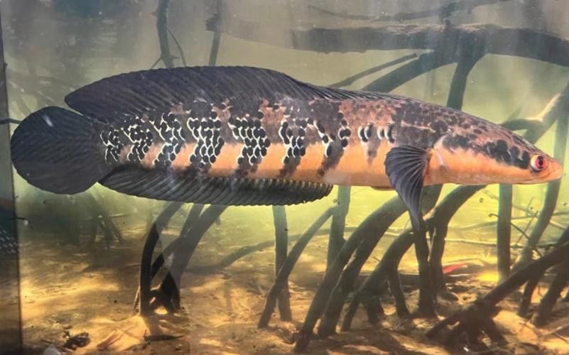 紅帝王雷龍魚怎么區分真假圖片