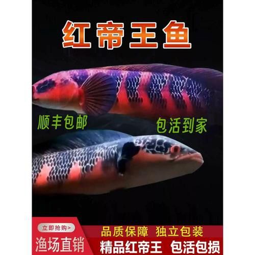 紅帝王雷龍魚怎么區分真假圖片