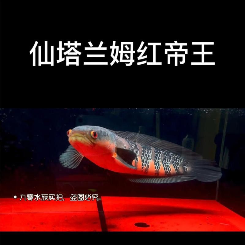 紅帝王雷龍魚怎么區分真假圖片