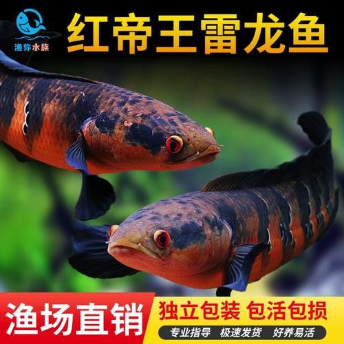 紅帝王雷龍魚怎么區分真假圖片