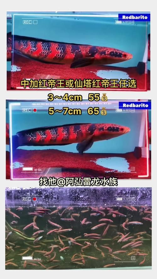 紅帝王雷龍魚怎么區分真假圖片