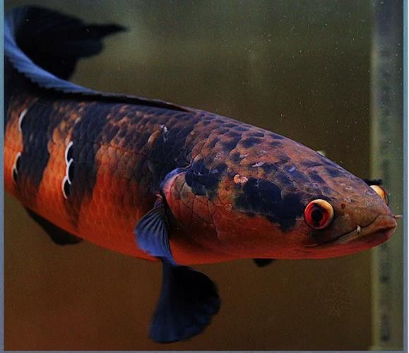 紅帝王雷龍魚怎么區分真假圖片