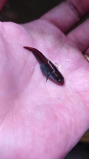 紅帝王雷龍魚怎么區分真假圖片