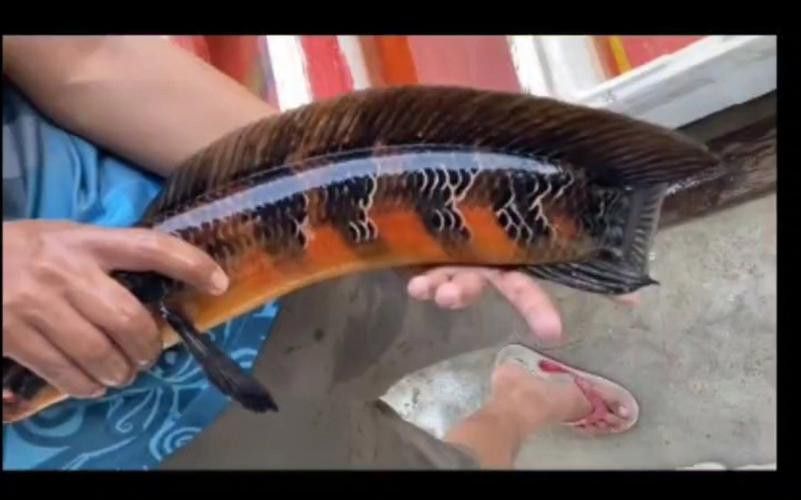 紅帝王雷龍魚怎么區分真假圖片