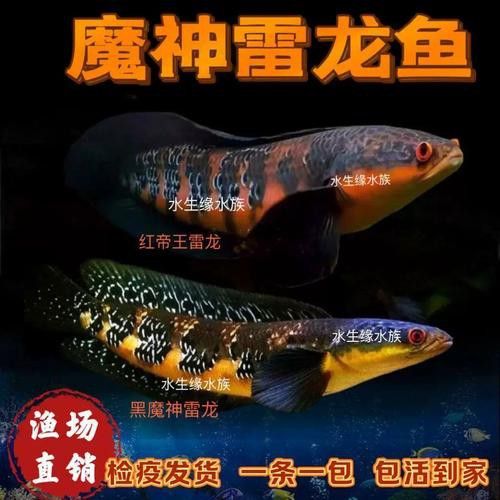 紅帝王雷龍魚怎么區分真假圖片
