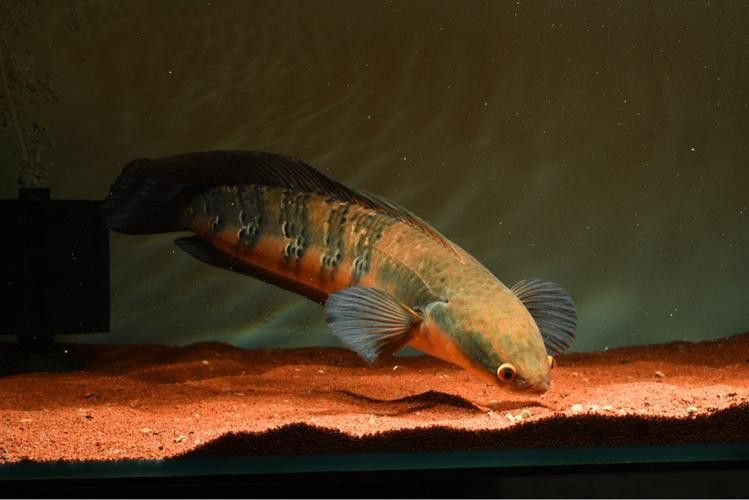 紅帝王雷龍魚怎么區分真假圖片