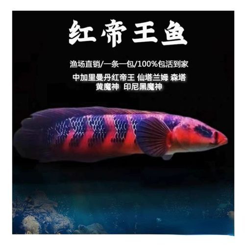 紅帝王雷龍魚怎么區分真假圖片
