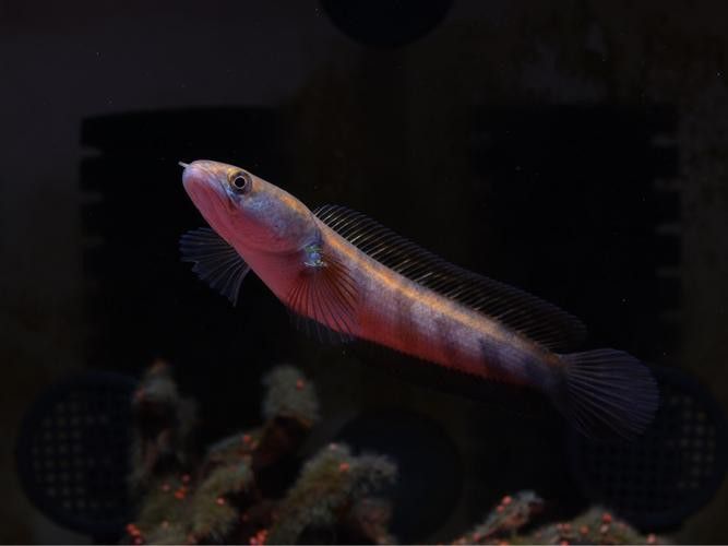 紅帝王雷龍魚怎么區分真假圖片