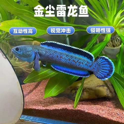 紅帝王雷龍魚怎么區分真假圖片