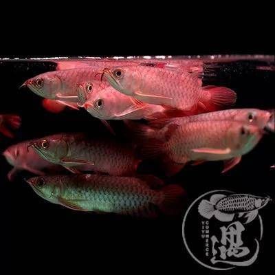 號半龍魚是什么？：號半龍魚是一種在印尼加里曼丹東部的班扎爾馬新生產的龍魚