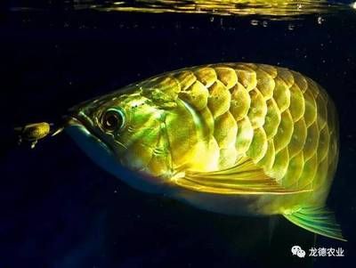 龍魚入缸多久能適應環境：龍魚入缸多久能適應新環境