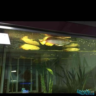 龍魚和虎魚哪個好養？（龍魚和虎魚哪個好養）