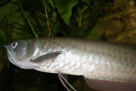 銀龍魚膽子小（銀龍魚膽子小怎么辦） 銀龍魚膽子小（銀龍魚膽子小怎么辦） 龍魚百科 第5張