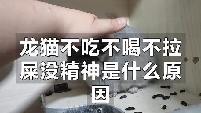 龍貓生病有哪些癥狀？