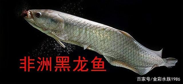 龍魚在哪里
