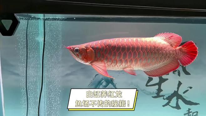 如何設置紅龍魚的白缸環境？