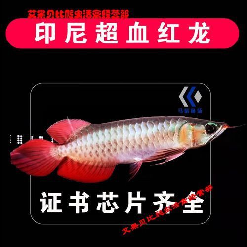 哪里可以買到純種的紅龍魚苗？