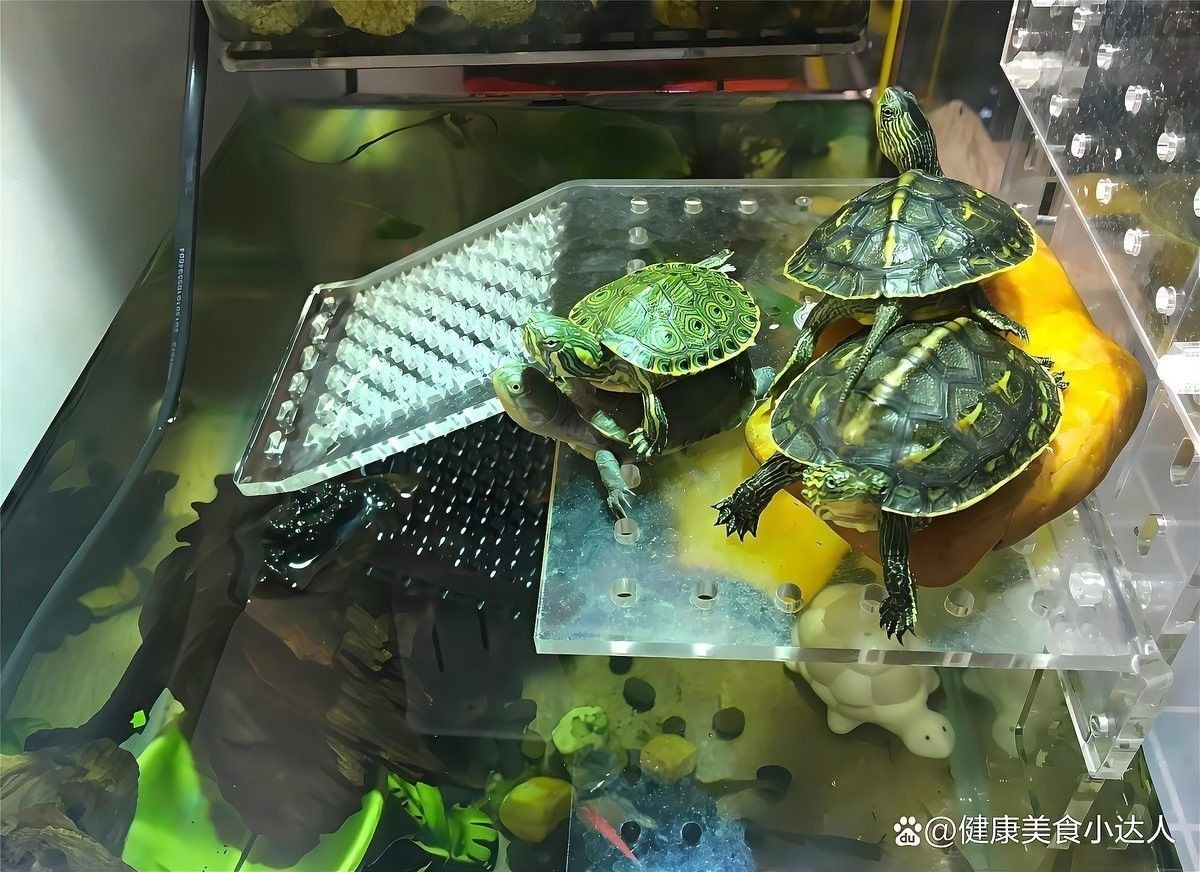 黃頭龜和銀龍魚混養嗎