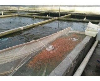 小龍魚苗一天喂幾次最好：小龍魚一天喂幾次最好