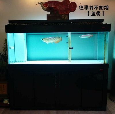 養龍魚魚缸尺寸：養龍魚的魚缸尺寸選擇